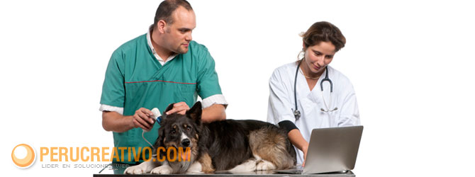 donde conseguir clientes veterinaria en internet