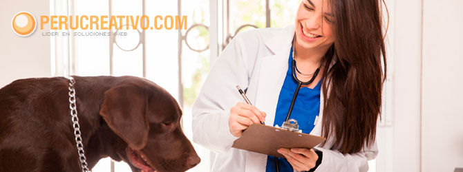 donde empezar conseguir clientes veterinaria