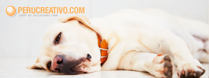 porque fracasan las veterinarias en Internet