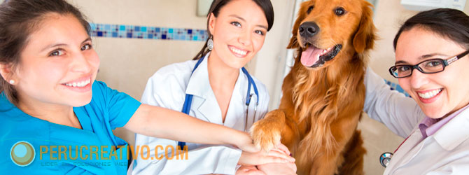 que necesito para convertir visitas veterinaria clientes